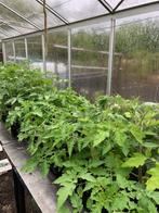 Tomaten en paprikaplanten, Jardin & Terrasse, Plantes | Jardin, Annuelle, Plein soleil, Enlèvement, Plantes potagères