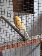 kanaries, Dieren en Toebehoren, Mannelijk, Zangkanarie