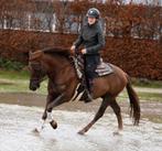 Zeer chique en mega brave koffievos D pony!, Dieren en Toebehoren, B, Ruin, 3 tot 6 jaar, Westernpony