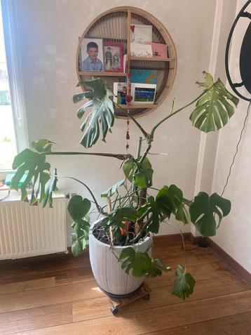 Kamerplant Monstera