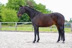 Knappe elite merrie, Dieren en Toebehoren, Paarden, Merrie, Gechipt, M, Dressuurpaard