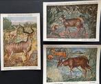 LOT van 3 CPA's - Natuurhistorisch Museum van België, Ophalen of Verzenden