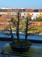 bonsai acer, Tuin en Terras, Ophalen