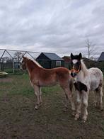 Haflinger merrie veulen  .tinker hengstveulen, Dieren en Toebehoren, Pony's, Hengst