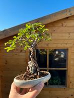 Bonsai Ulmus Parvifolia, Tuin en Terras, Ophalen