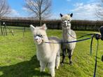 Mooie en lieve alpaca's Machos, Dieren en Toebehoren, September, Meerdere dieren