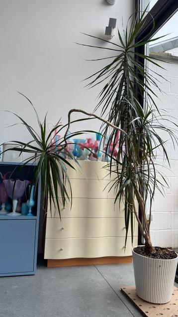 Dragonnier  Dracaena marginata  Magnifique plante 1,60m beschikbaar voor biedingen