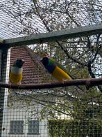 Gouldamadine, Dieren en Toebehoren, Geringd