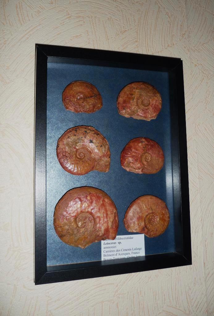 fossielen, Collections, Minéraux & Fossiles, Fossile, Enlèvement ou Envoi