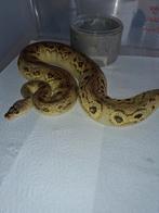 Bongo pastel clown 0.1, Serpent, 0 à 2 ans