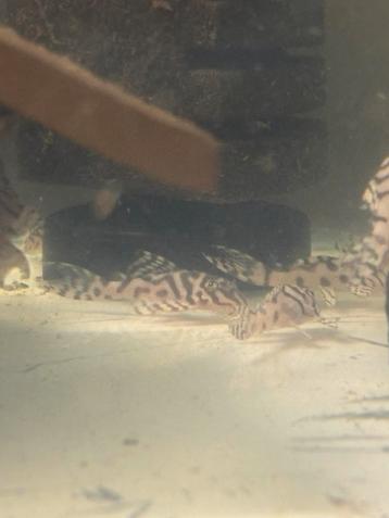 Verschillende vissen op voorraad beschikbaar voor biedingen