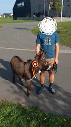 À COUVERT - PAS À VENDRE : mini-âne de race pure Lam's Charl, Animaux & Accessoires