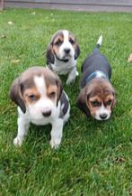 Ondeugende Beagle pups !, Dieren en Toebehoren, Honden | Beagles, Bassets en Lopende honden, Meerdere, 8 tot 15 weken, Meerdere dieren