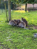 Kangoeroes, Dieren en Toebehoren