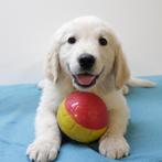 Golden Retriever, speelse pups, Golden retriever, België, Handelaar, CDV (hondenziekte)
