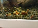Aquariumslakken, Dieren en Toebehoren, Vissen | Aquariumvissen, Slak of Weekdier, Zoetwatervis