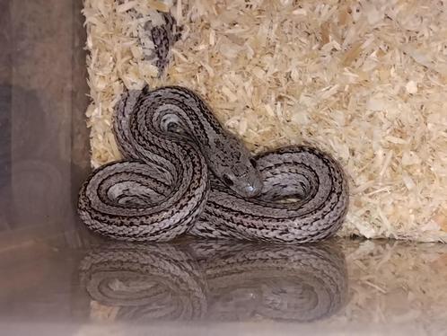cinder tessera 66% het sunkissed / 50 % hypo, Dieren en Toebehoren, Reptielen en Amfibieën, Slang, 0 tot 2 jaar