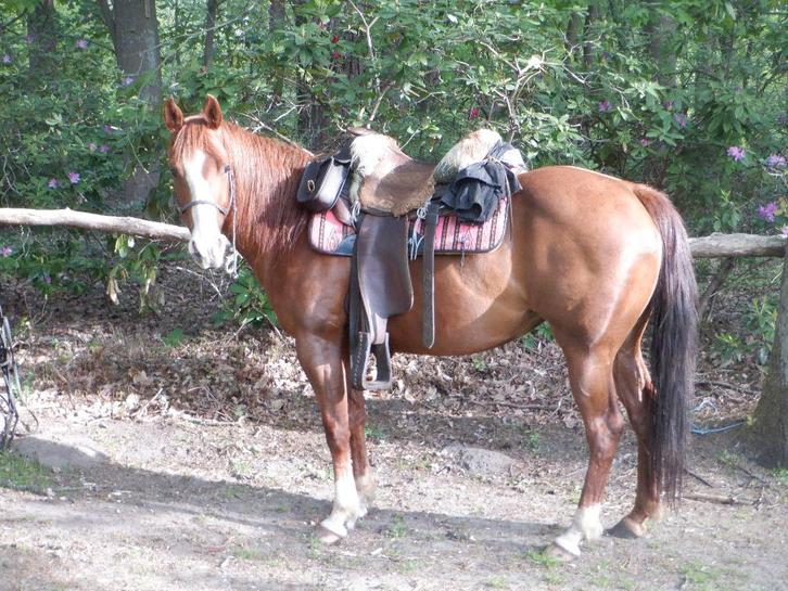 quater horse, Dieren en Toebehoren, Paarden, Merrie, Minder dan 160 cm, 11 jaar of ouder, Recreatiepaard, Met stamboom, Gechipt
