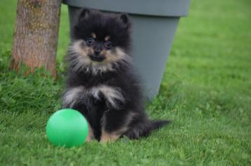 Dwergkees pups ,pomeriaan,keeshond ,spitz pup  beschikbaar voor biedingen