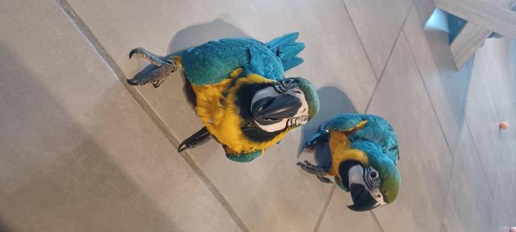 2 blauw gele ara jongen, Dieren en Toebehoren, Vogels | Parkieten en Papegaaien, Papegaai, Meerdere dieren, Tam, Geringd