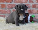 Amerikaanse Stafford pups (reutjes), Dieren en Toebehoren, Honden | Jack Russells en Terriërs, België, Reu, CDV (hondenziekte)