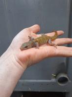 Koppel gouden gekko, Dieren en Toebehoren