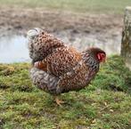 Wyandotte kriel kippen jonge hennen beschikbaar, Animaux & Accessoires, Poule ou poulet, Femelle
