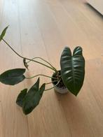 Philodendron Burle-Marx, Ophalen of Verzenden