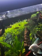 Schooltje Danio’s (10x), Dieren en Toebehoren, Vissen | Aquariumvissen, Vis, Zoetwatervis, Schoolvis
