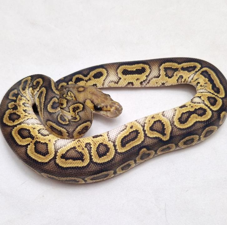 Ghi Clown Python regius Male, Animaux & Accessoires, Reptiles & Amphibiens, Serpent, 0 à 2 ans, Domestique