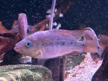 Amphilophus istlanus beschikbaar voor biedingen