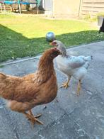 Twee kippen, Dieren en Toebehoren, Pluimvee, Kip