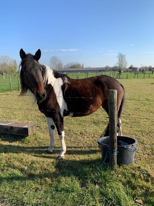 Prachtige merrie te koop, Dieren en Toebehoren, Paarden, Merrie, Onbeleerd, 3 tot 6 jaar, Recreatiepaard, Gechipt, Ontwormd, Ingeënt