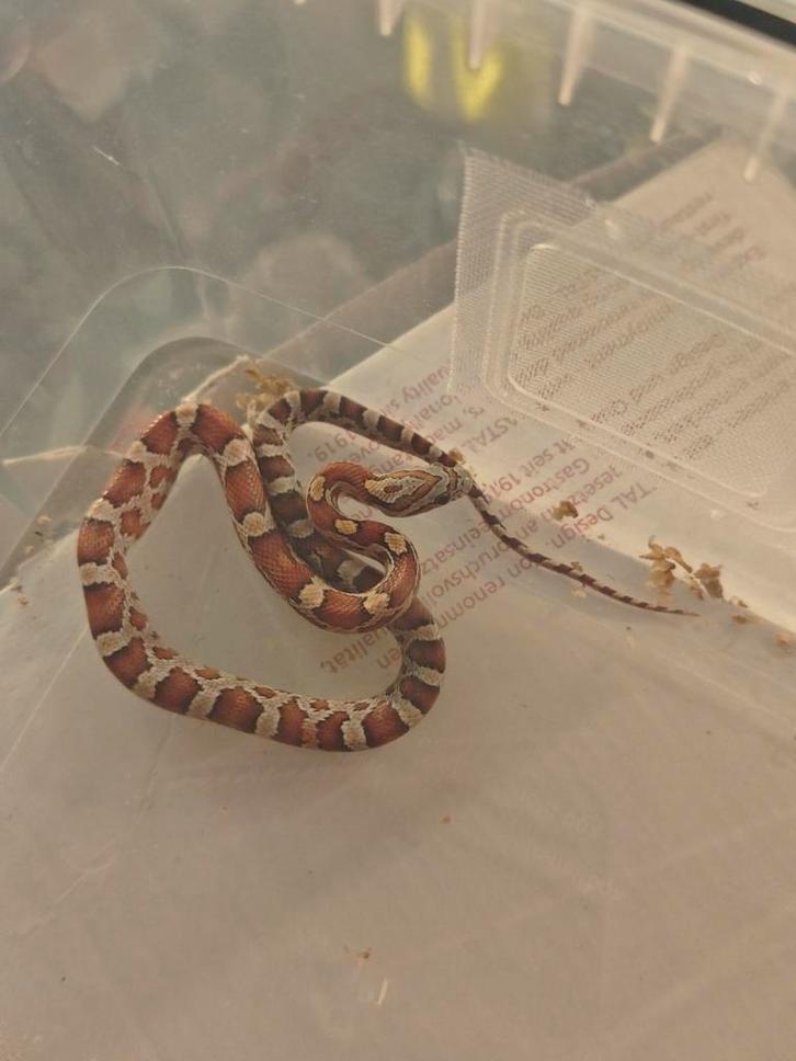 Jonge korenslangen, Animaux & Accessoires, Reptiles & Amphibiens, Serpent, 0 à 2 ans