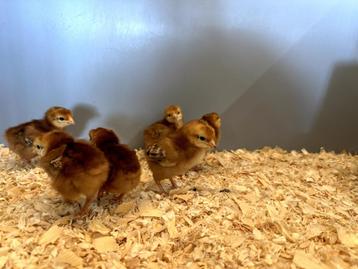 Rhode Island red kriel kuikens hennetjes, gesekst en ingeënt beschikbaar voor biedingen