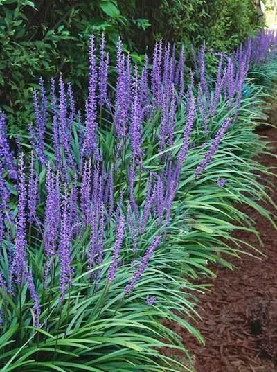 Liriope soorten, Tuin en Terras, Planten | Tuinplanten, Bodembedekkers, Ophalen