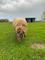 Ouessant ram te koop/ruil, Animaux & Accessoires, Moutons, Chèvres & Cochons, Mâle, Mouton, 3 à 5 ans