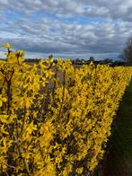 Forsythia, Ophalen
