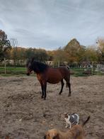 Merrie, Dieren en Toebehoren, Paarden, Minder dan 160 cm, Niet van toepassing, 11 jaar of ouder, Merrie