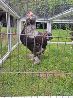 Faverolles hanen, Dieren en Toebehoren, Mannelijk, Kip