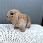 Nederlandse Hangoordwerg NHD, Dieren en Toebehoren, Konijnen, Meerdere dieren, Dwerg, Hangoor, 0 tot 2 jaar