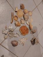 Lot van schelpen en stukjes koraal (florida), Ophalen, Schelp(en)