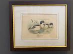 Twee prenten/etsen, Verzamelen, Foto's en Prenten, Gebruikt, Ophalen of Verzenden, Voor 1940, Dier