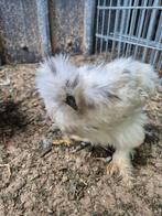 Jonge zijdehoenen te koop, Dieren en Toebehoren, Geslacht onbekend