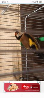 Putter, Animaux & Accessoires