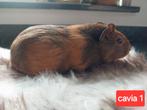 Jonge cavia vrouwtjes, Dieren en Toebehoren, Knaagdieren, Cavia