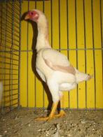 Gezocht :  ko shamo Wit tarwe hen, Femelle, Poule ou poulet