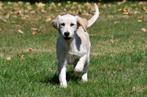 Golden Retriever pups te koop, Dieren en Toebehoren, Honden | Retrievers, Spaniëls en Waterhonden, Golden retriever, België, 15 weken tot 1 jaar