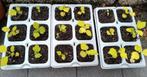 Hibiscus syriacus plantjes te koop, Tuin en Terras, Planten | Tuinplanten, Ophalen