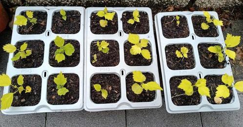 Hibiscus syriacus plantjes te koop, Tuin en Terras, Planten | Tuinplanten, Ophalen